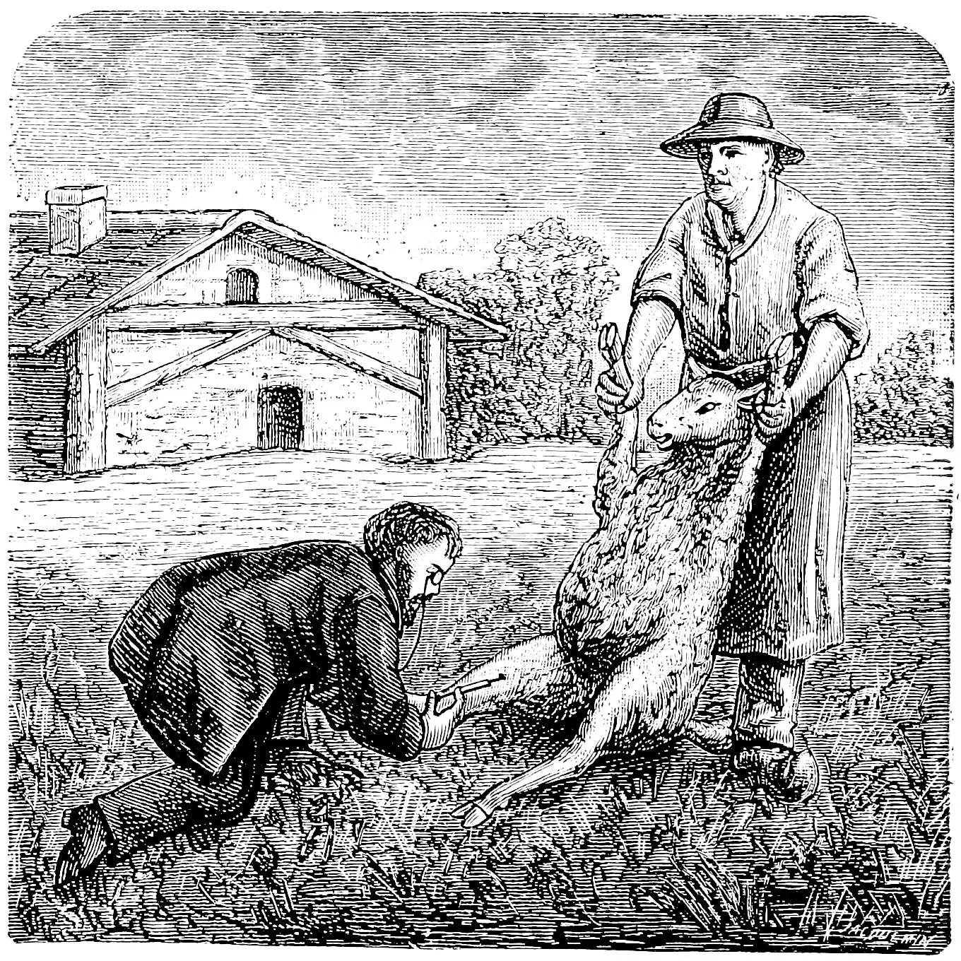Illustration: Pasteur vaccinating sheep against anthrax. Book illustration, 1926